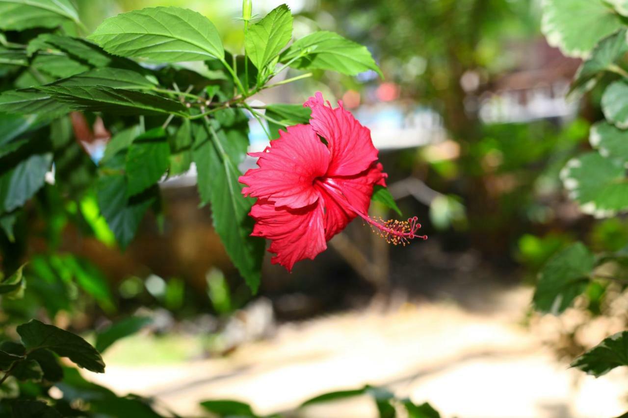 טנגלה Green Garden Cabanas מראה חיצוני תמונה